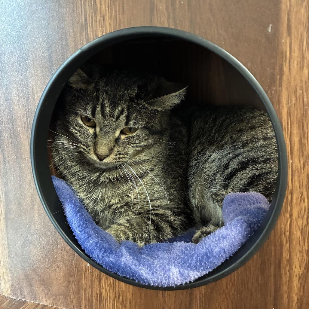 Enlarge Minnie NM, a Adoptable Domestic Short Hair in Denver, CO image 4/6