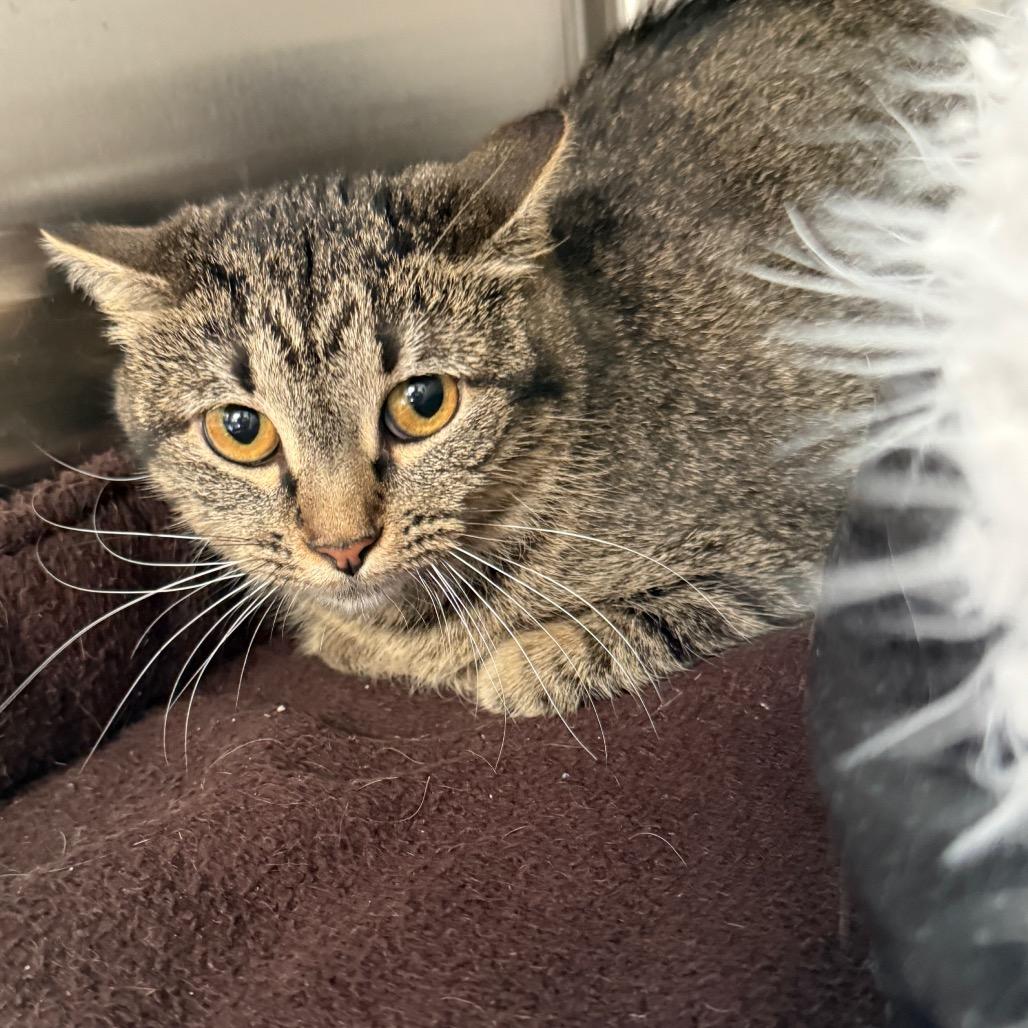 Enlarge Minnie NM, a Adoptable Domestic Short Hair in Denver, CO image 5/6