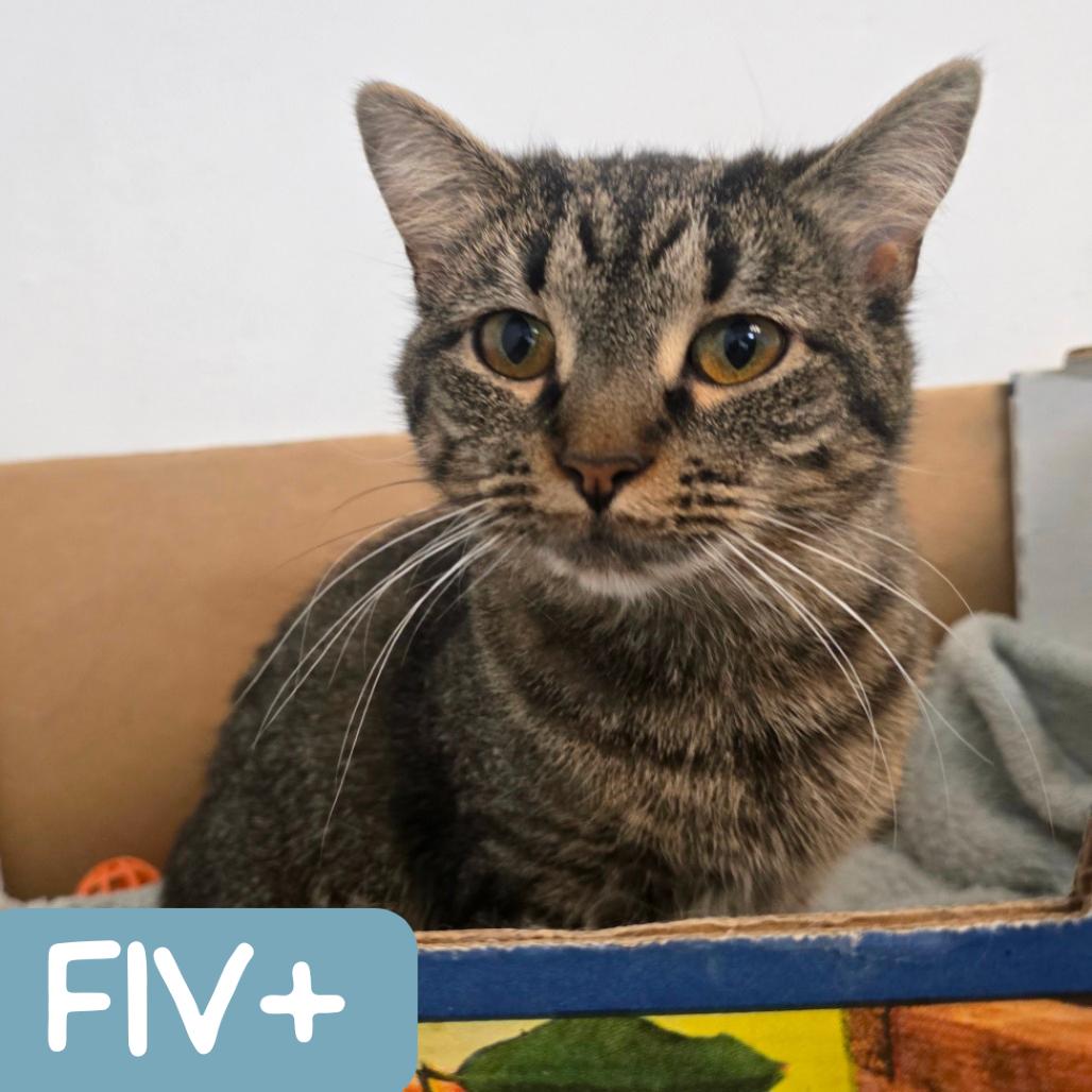 Enlarge Minnie NM, a Adoptable Domestic Short Hair in Denver, CO image 6/6