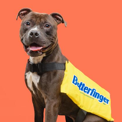 Cash, Adoptable, Adult Male Pit Bull Terrier.