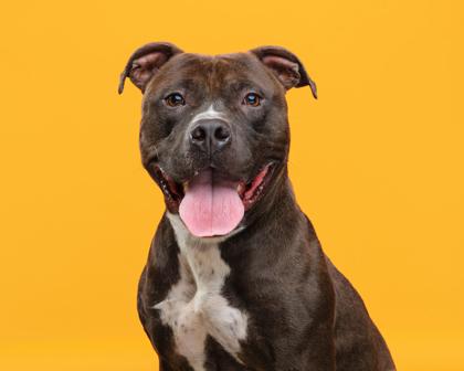 Cash, Adoptable, Adult Male Pit Bull Terrier.