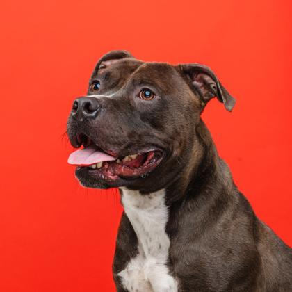 Enlarge Cash, a Adoptable Pit Bull Terrier in Mount Holly, NJ image 3/3