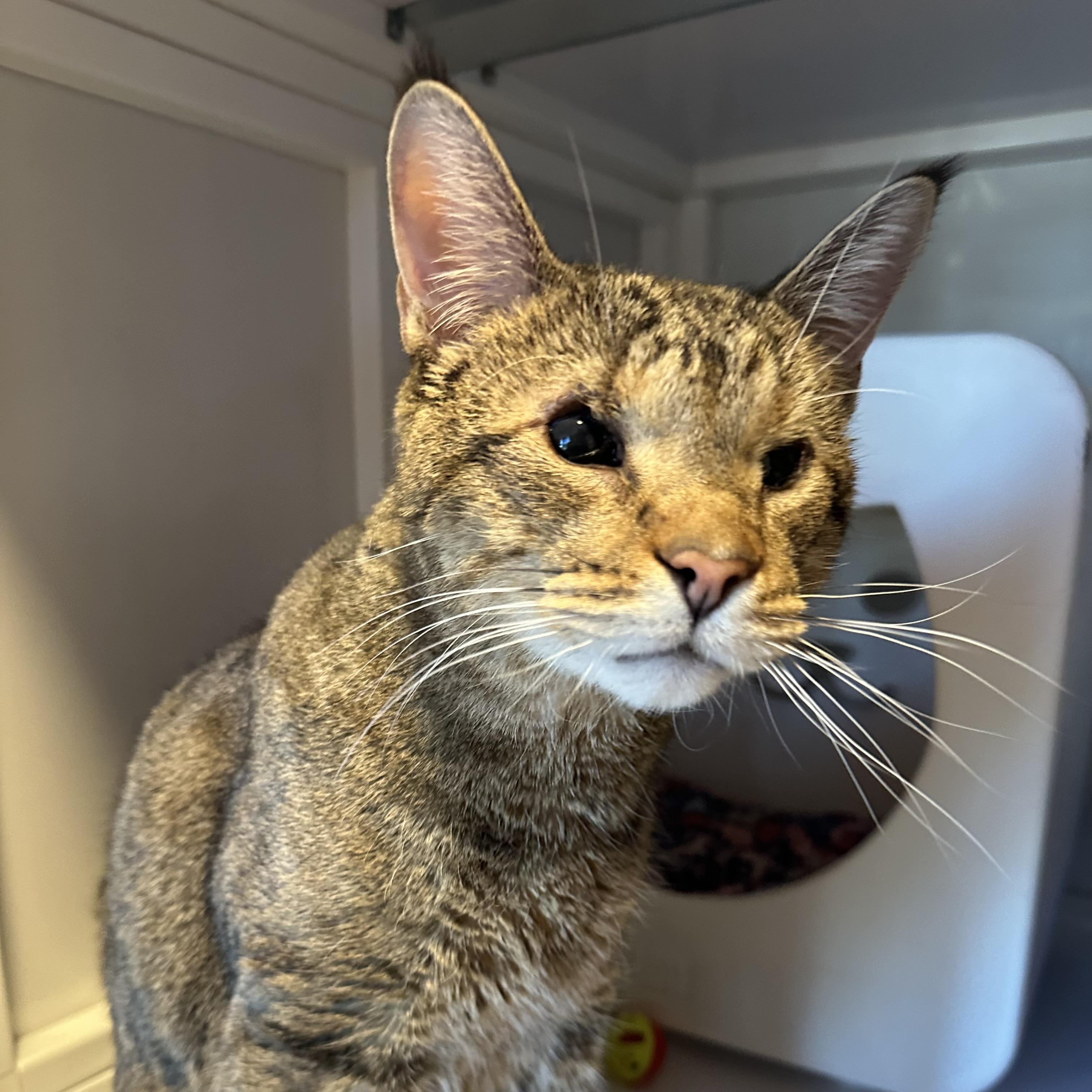 Little B, Senior Male Domestic Short Hair