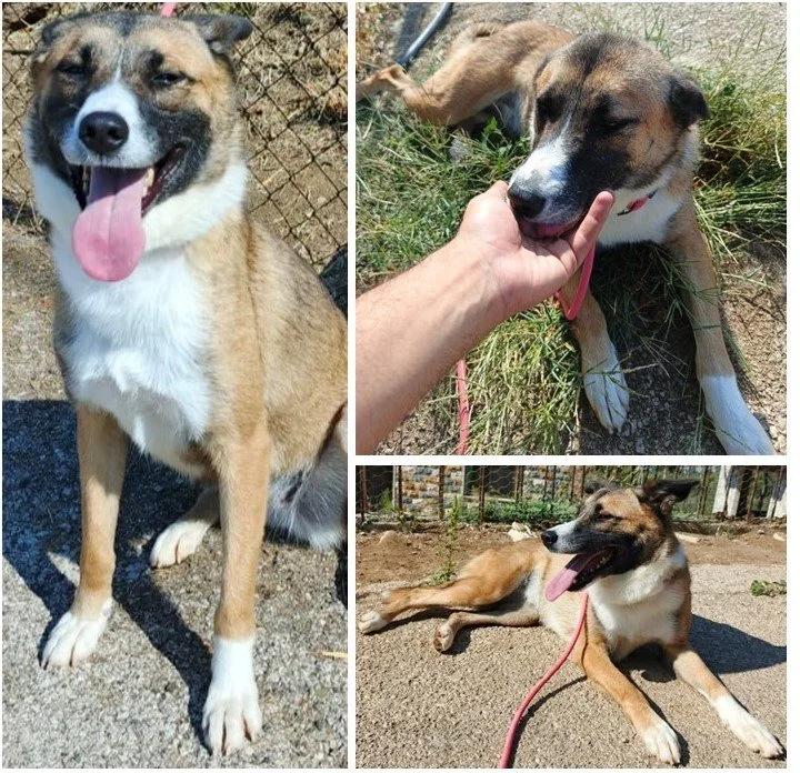 Hanna, a Adoptable mixed breed in Etobicoke, ON image 3/5