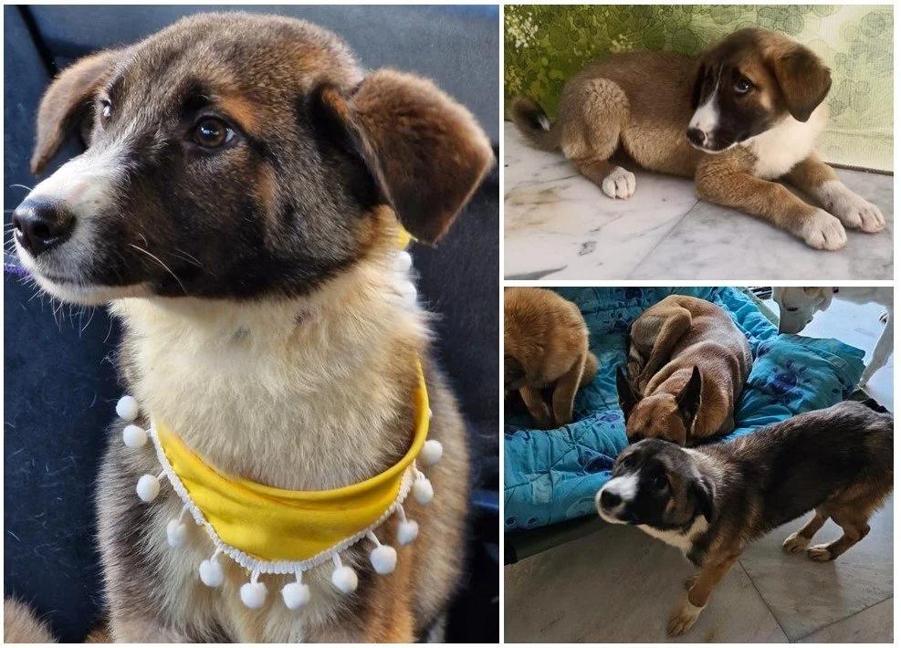 Hanna, a Adoptable mixed breed in Etobicoke, ON image 4/5