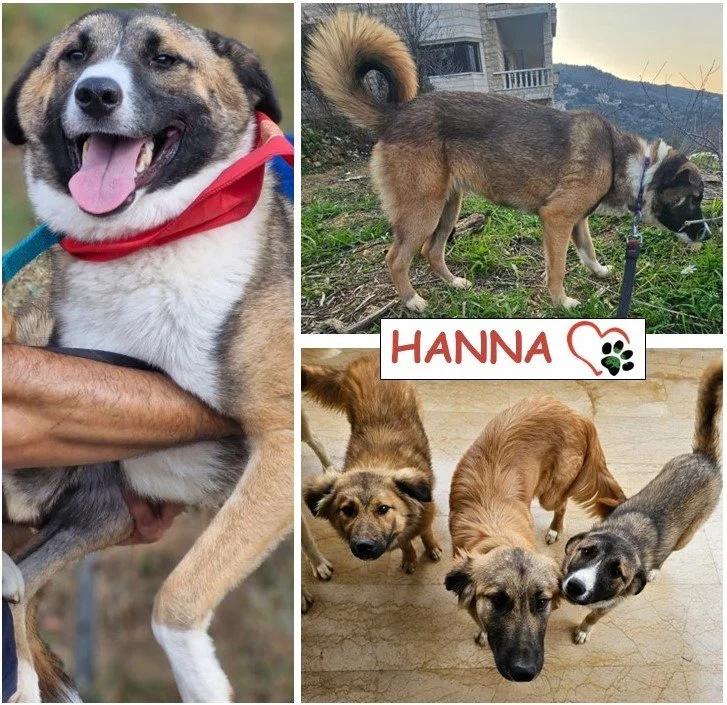 Hanna, a Adoptable mixed breed in Etobicoke, ON image 5/5