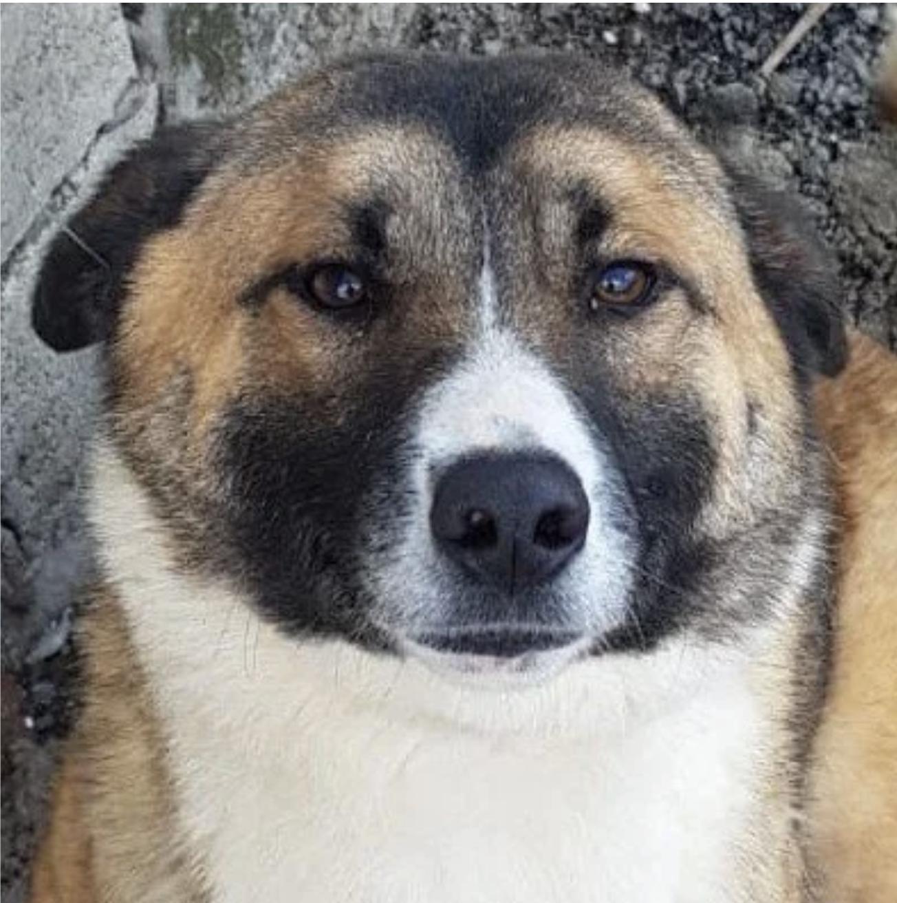 Hanna, a Adoptable mixed breed in Etobicoke, ON image 1/5