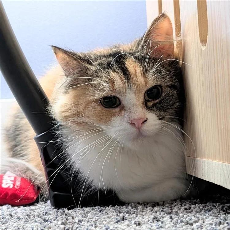 Enlarge Callie, an adoptable Calico in Davison, MI image 1/1