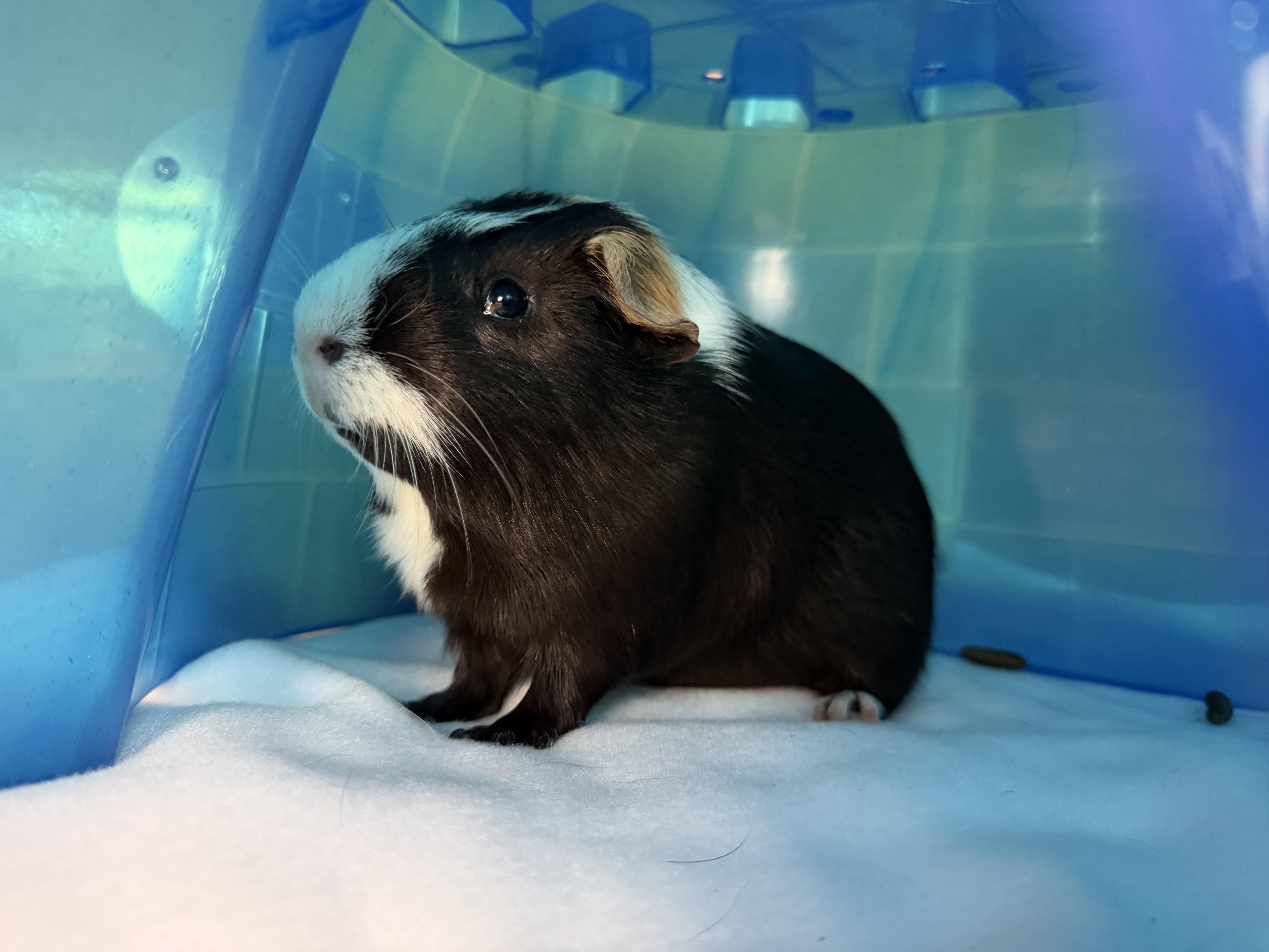 Enlarge Cookie, a Adopted Guinea Pig in Reisterstown, MD image 1/1