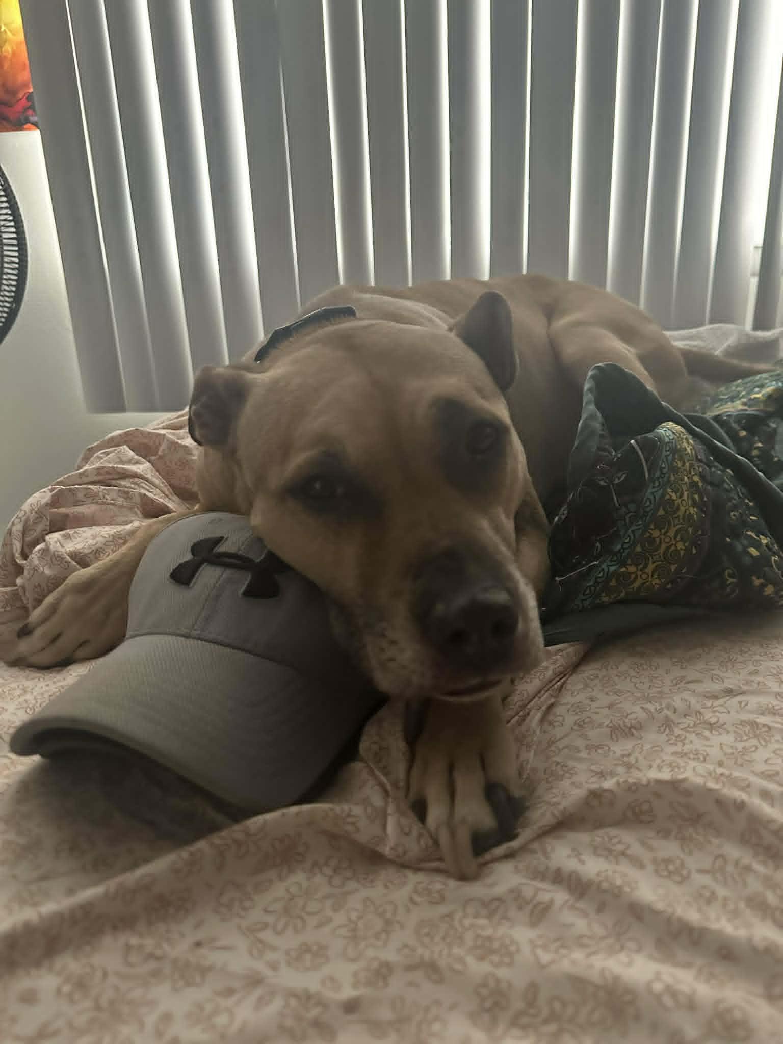 Nilah~ Courtesy — thumbnail 2