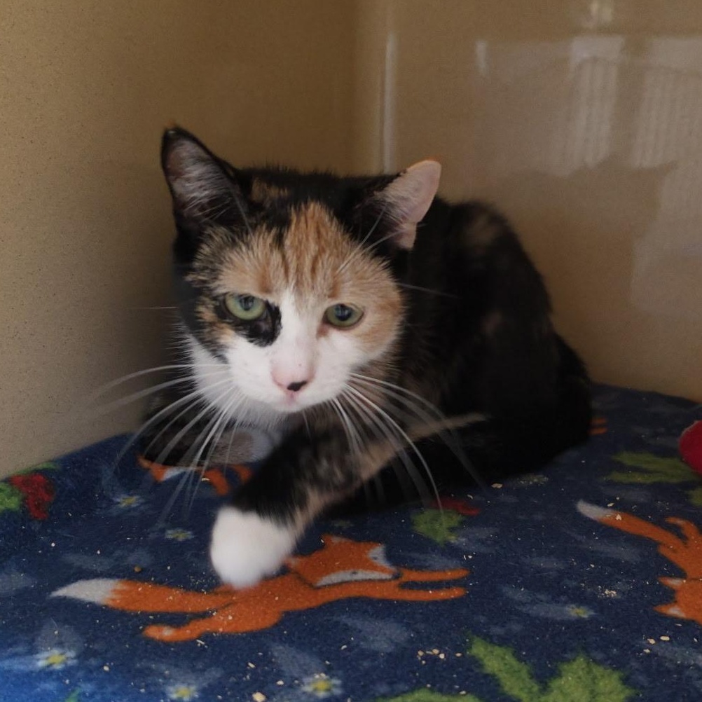 Eye Patch, adopted, Kitten Female Calico.