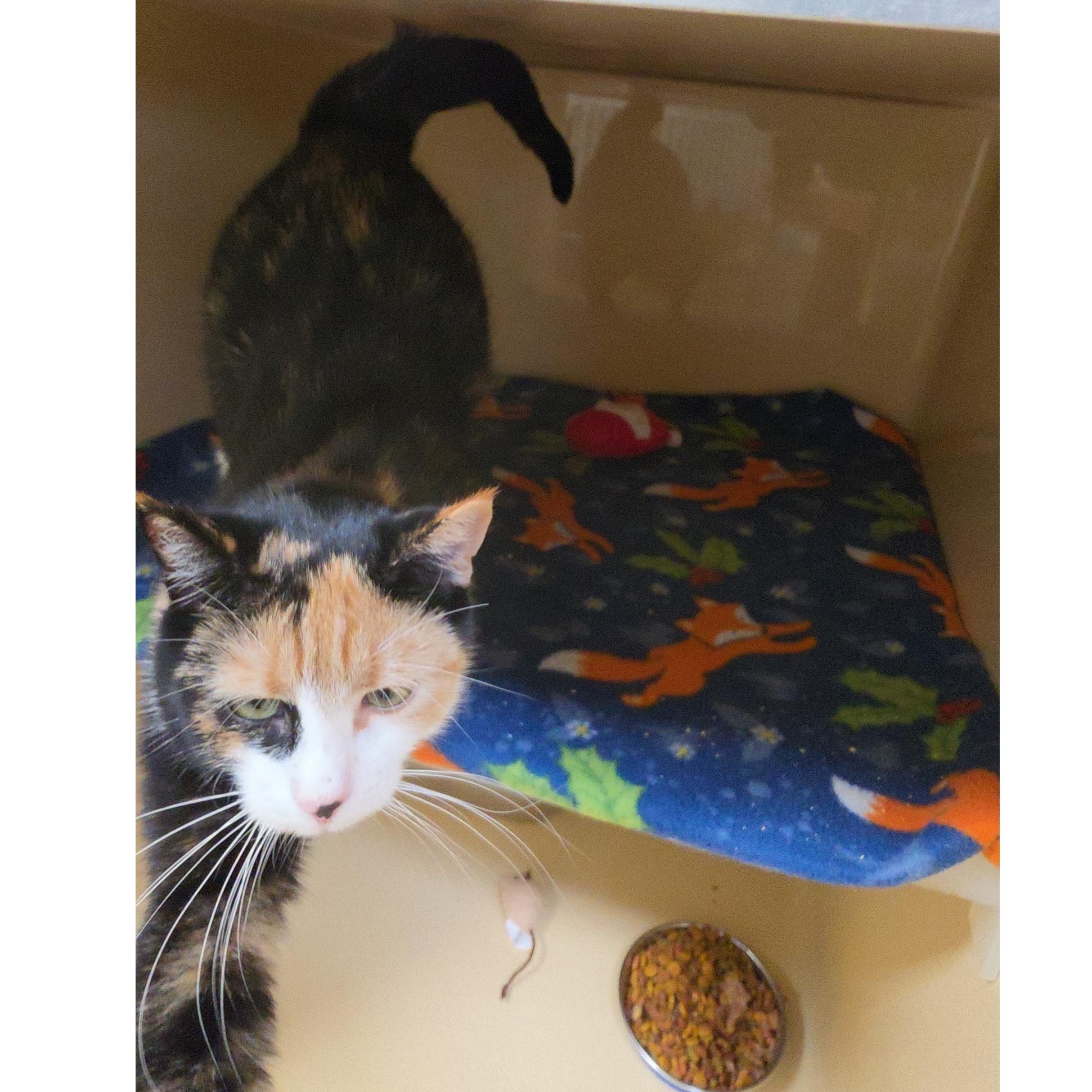 Enlarge Eye Patch, an adopted Calico in Clarksville, VA image 2/2