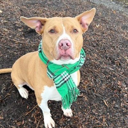 Enlarge Jameson, a Adoptable Mixed Breed in DeKalb, IL image 1/4