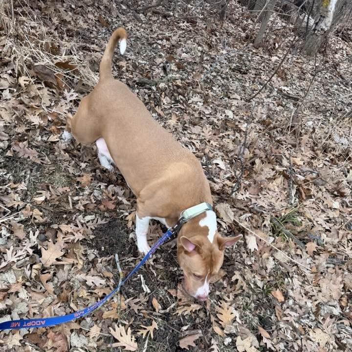 Enlarge Jameson, a Adoptable Mixed Breed in DeKalb, IL image 2/6