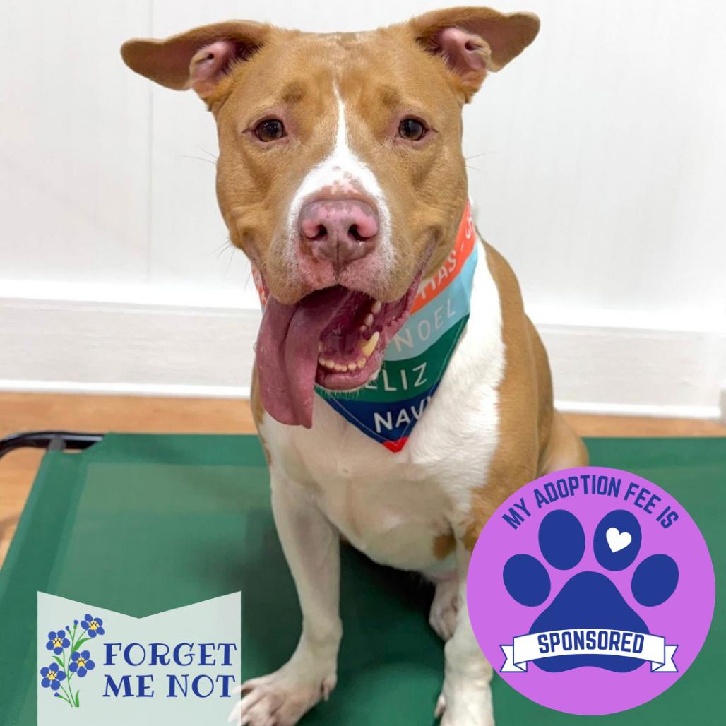 Enlarge Jameson, a Adoptable Mixed Breed in DeKalb, IL image 3/6