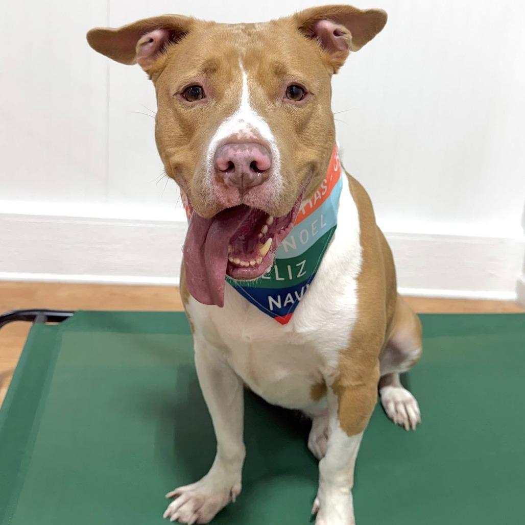 Enlarge Jameson, a Adoptable Mixed Breed in DeKalb, IL image 3/4