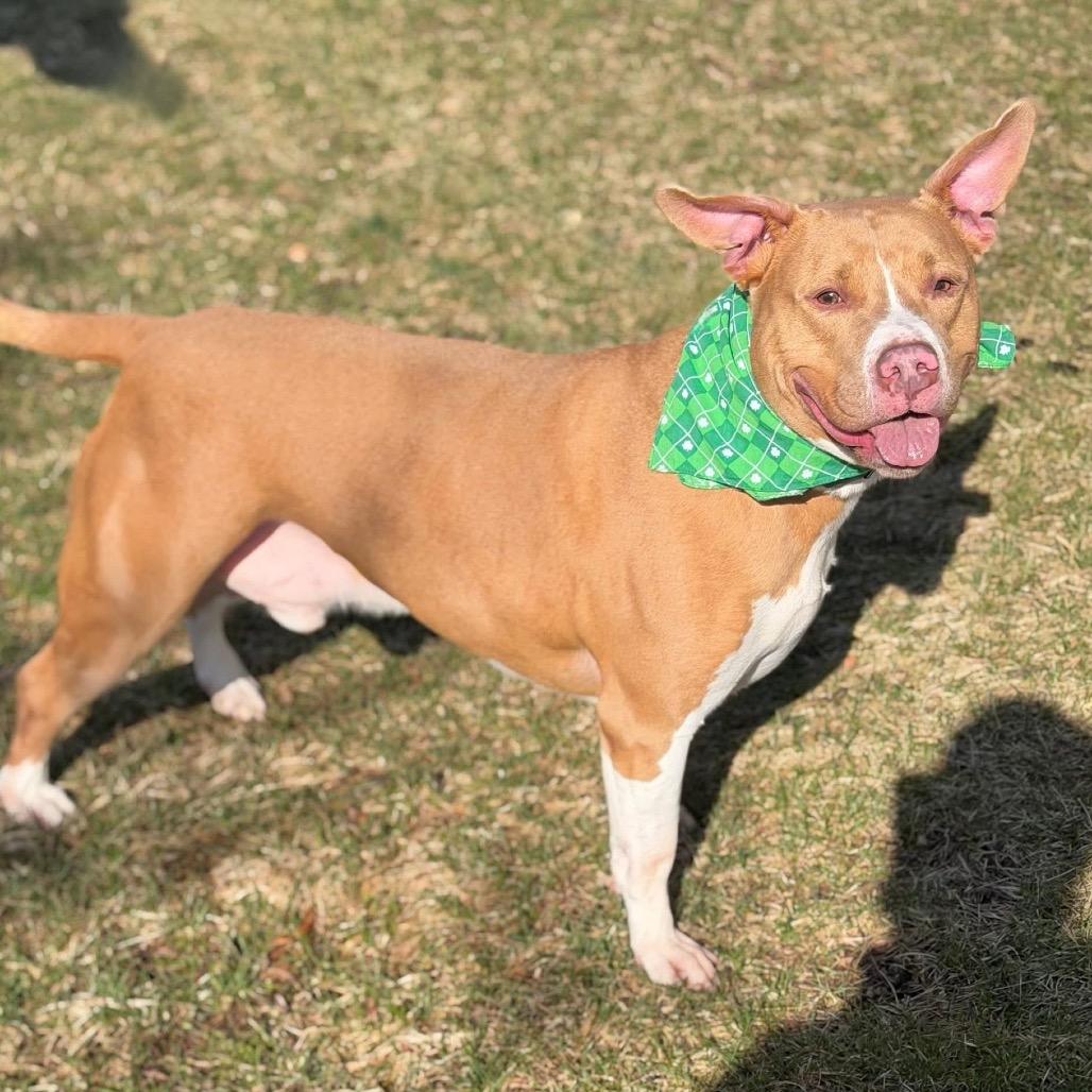 Enlarge Jameson, a Adoptable Mixed Breed in DeKalb, IL image 4/6
