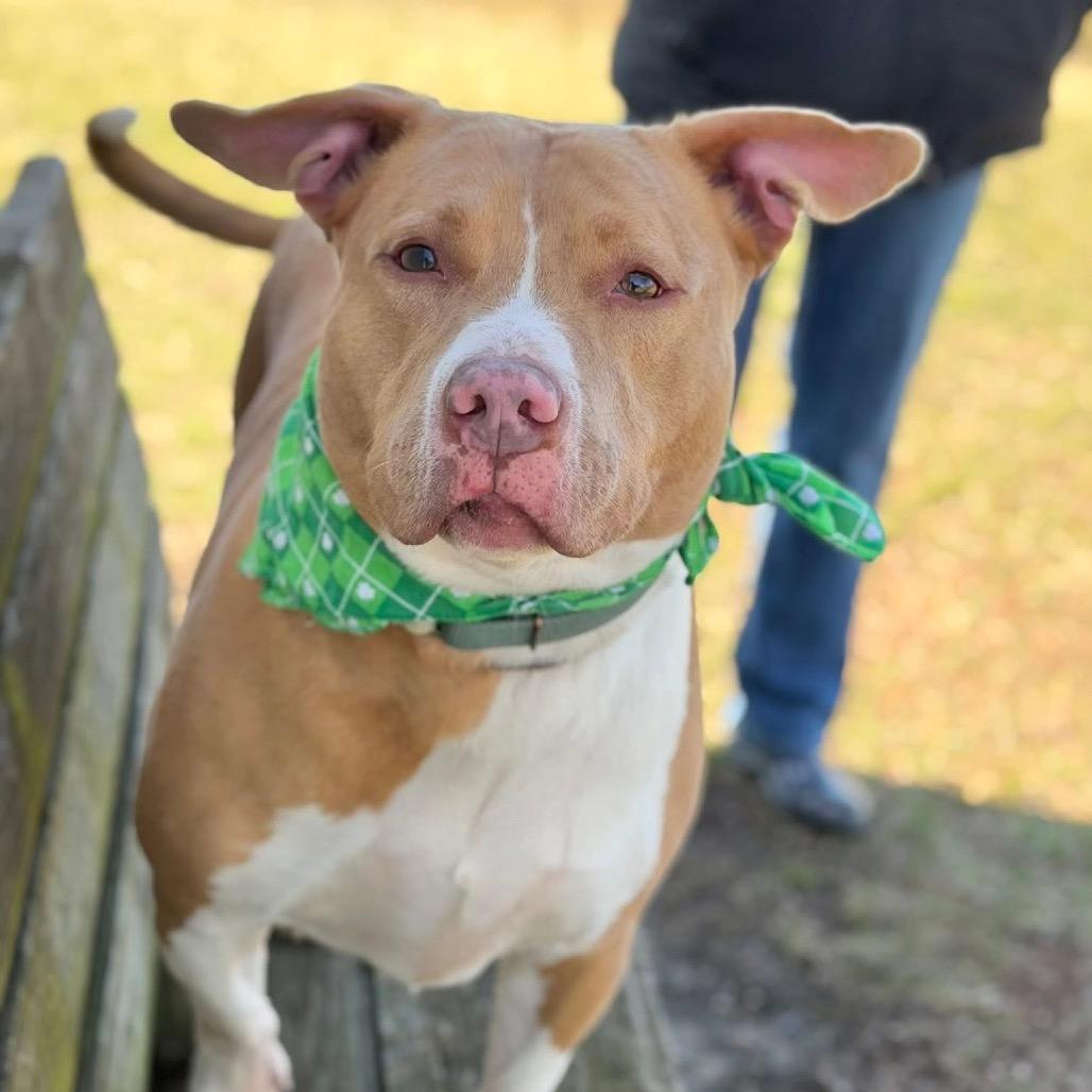 Enlarge Jameson, a Adoptable Mixed Breed in DeKalb, IL image 5/6