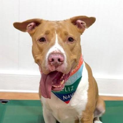 Enlarge Jameson, a Adoptable Mixed Breed in DeKalb, IL image 2/4