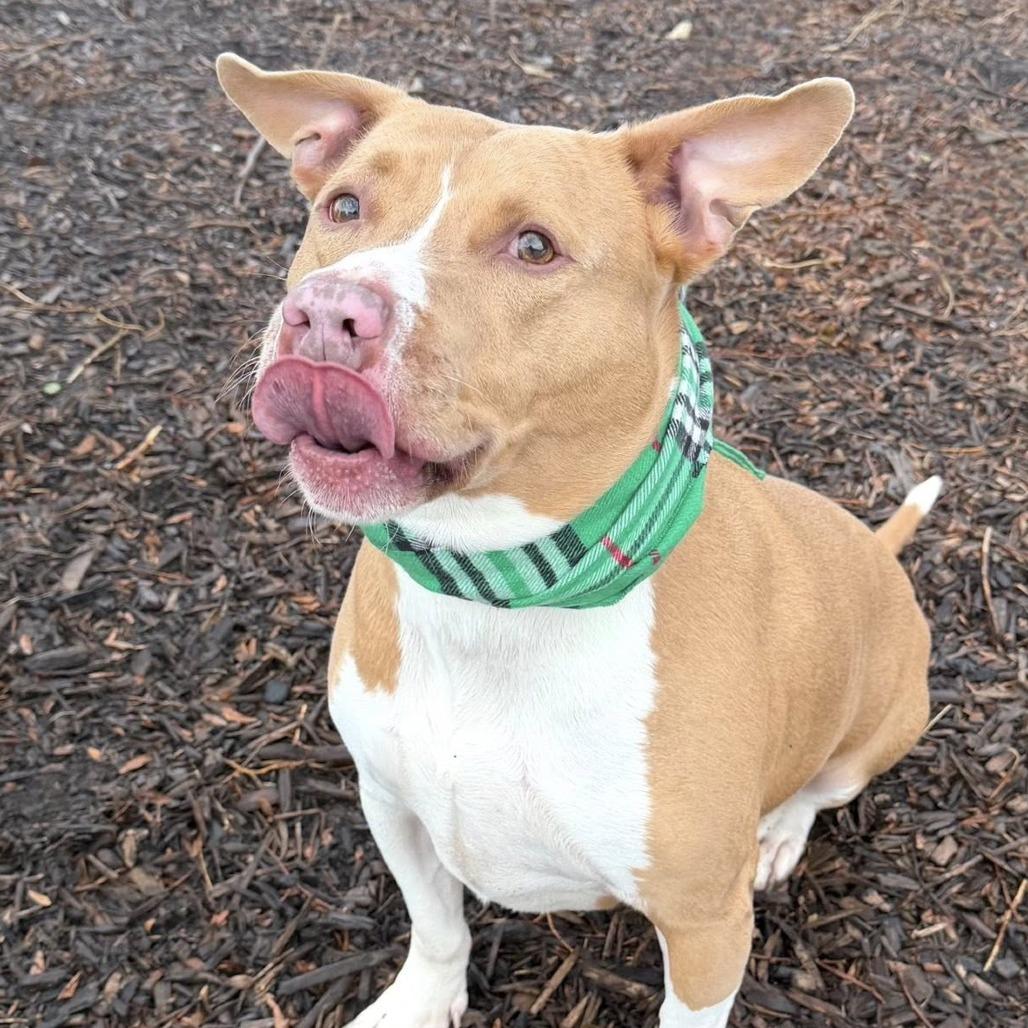 Enlarge Jameson, a Adoptable Mixed Breed in DeKalb, IL image 3/4
