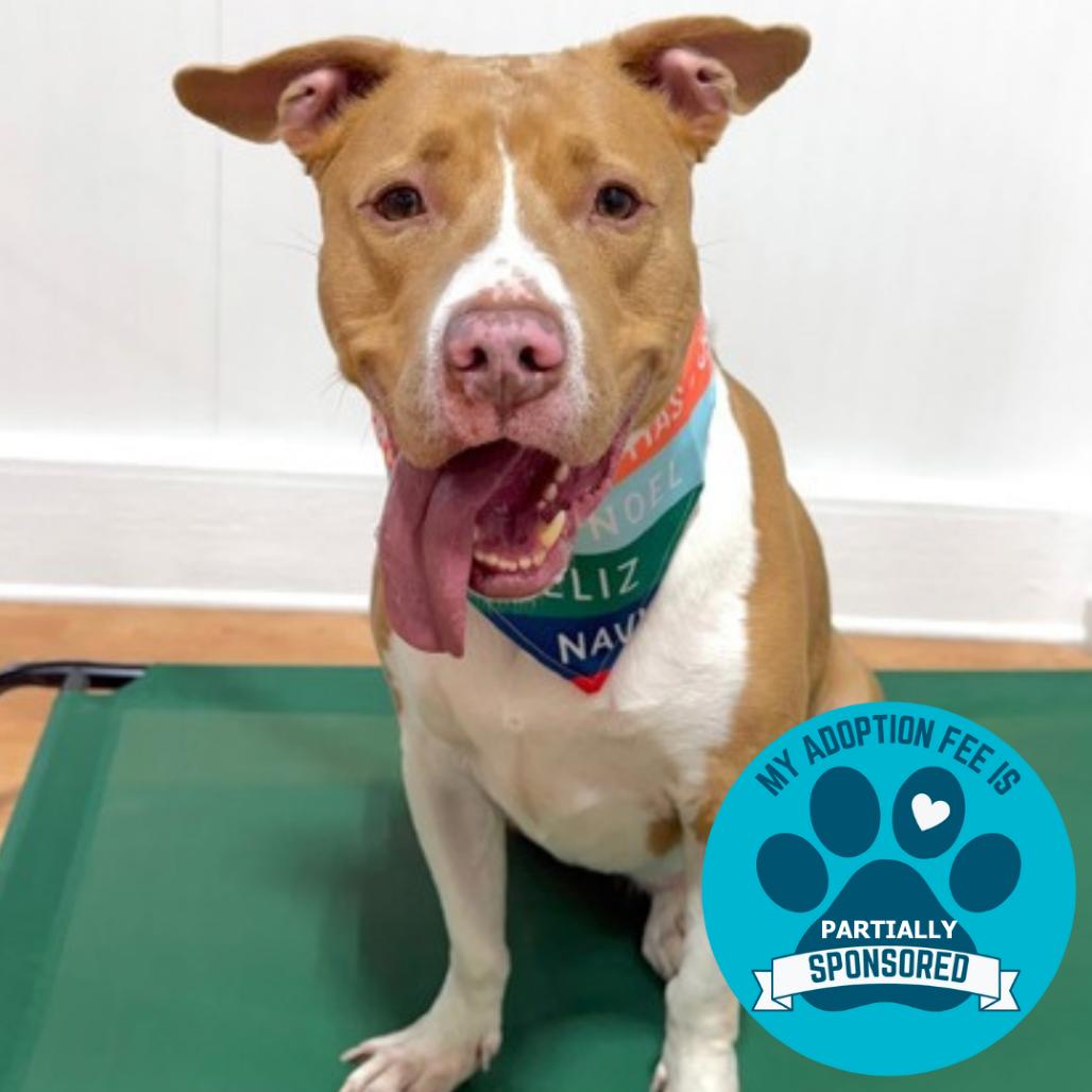 Enlarge Jameson, a Adoptable Mixed Breed in DeKalb, IL image 4/4