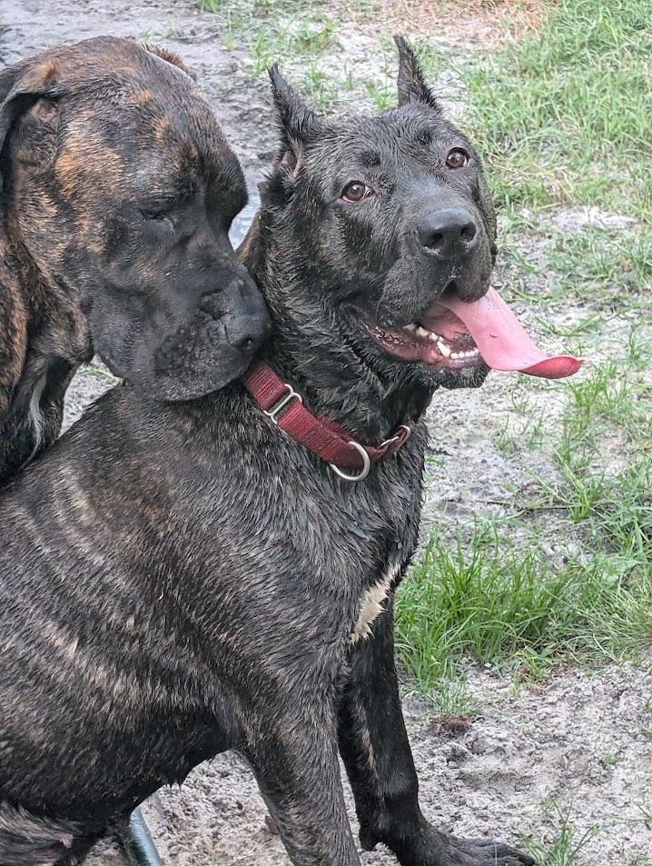 Enlarge Lady Genevieve, a Adoptable Presa Canario in Lakeland, FL image 3/5