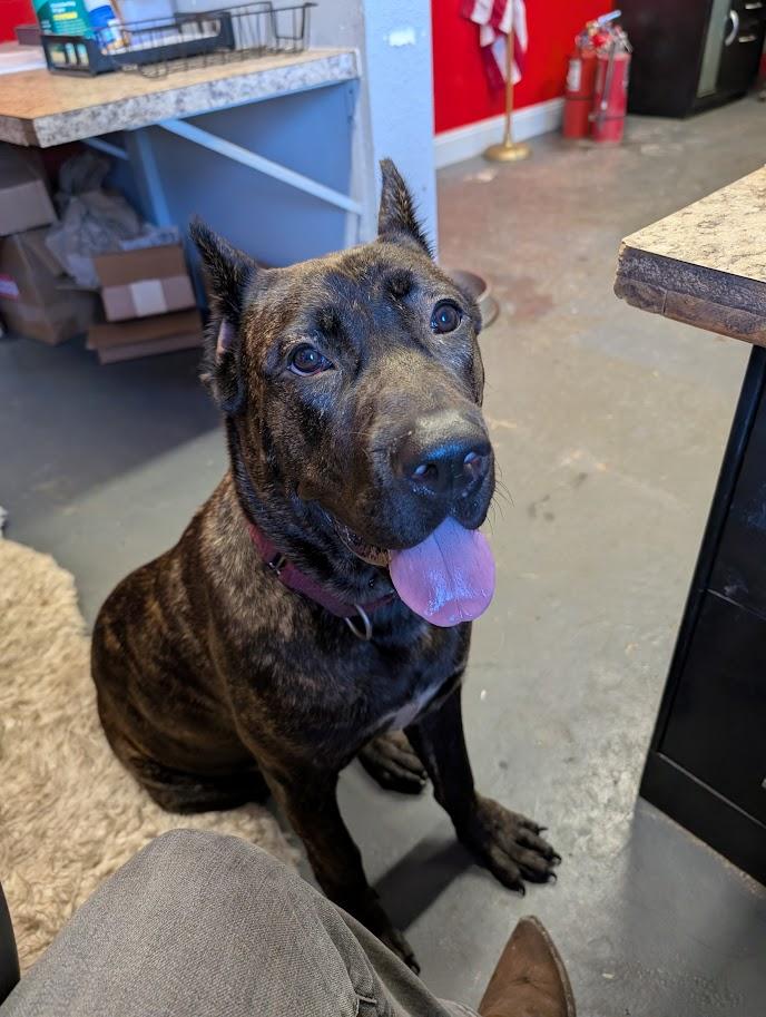 Enlarge Lady Genevieve, a Adoptable Presa Canario in Lakeland, FL image 1/5