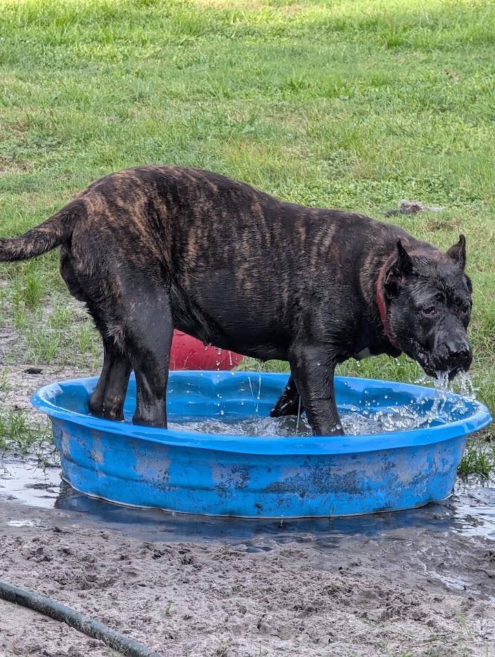 Enlarge Lady Genevieve, a Adoptable Presa Canario in Lakeland, FL image 4/5