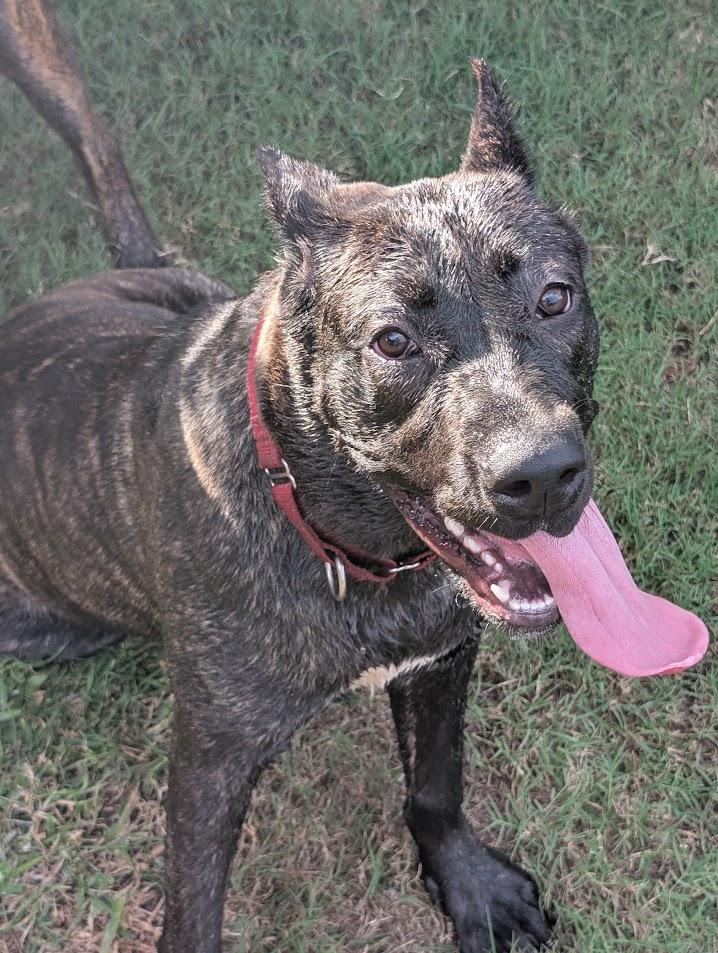 Enlarge Lady Genevieve, a Adoptable Presa Canario in Lakeland, FL image 2/5