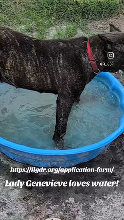 Enlarge Lady Genevieve, a Adoptable Presa Canario in Lakeland, FL video 5/5