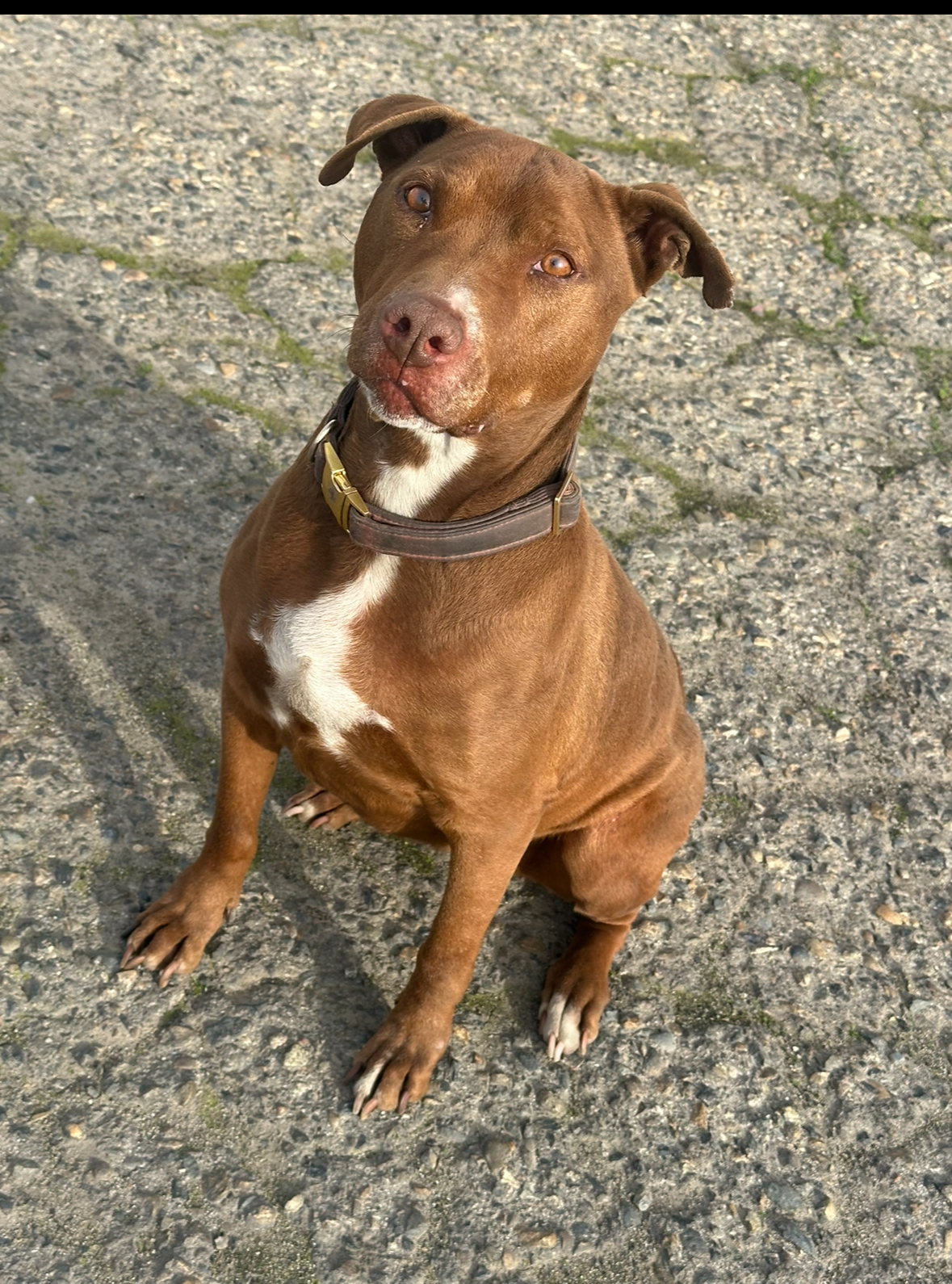 Luna, Adult Female American Staffordshire Terrier