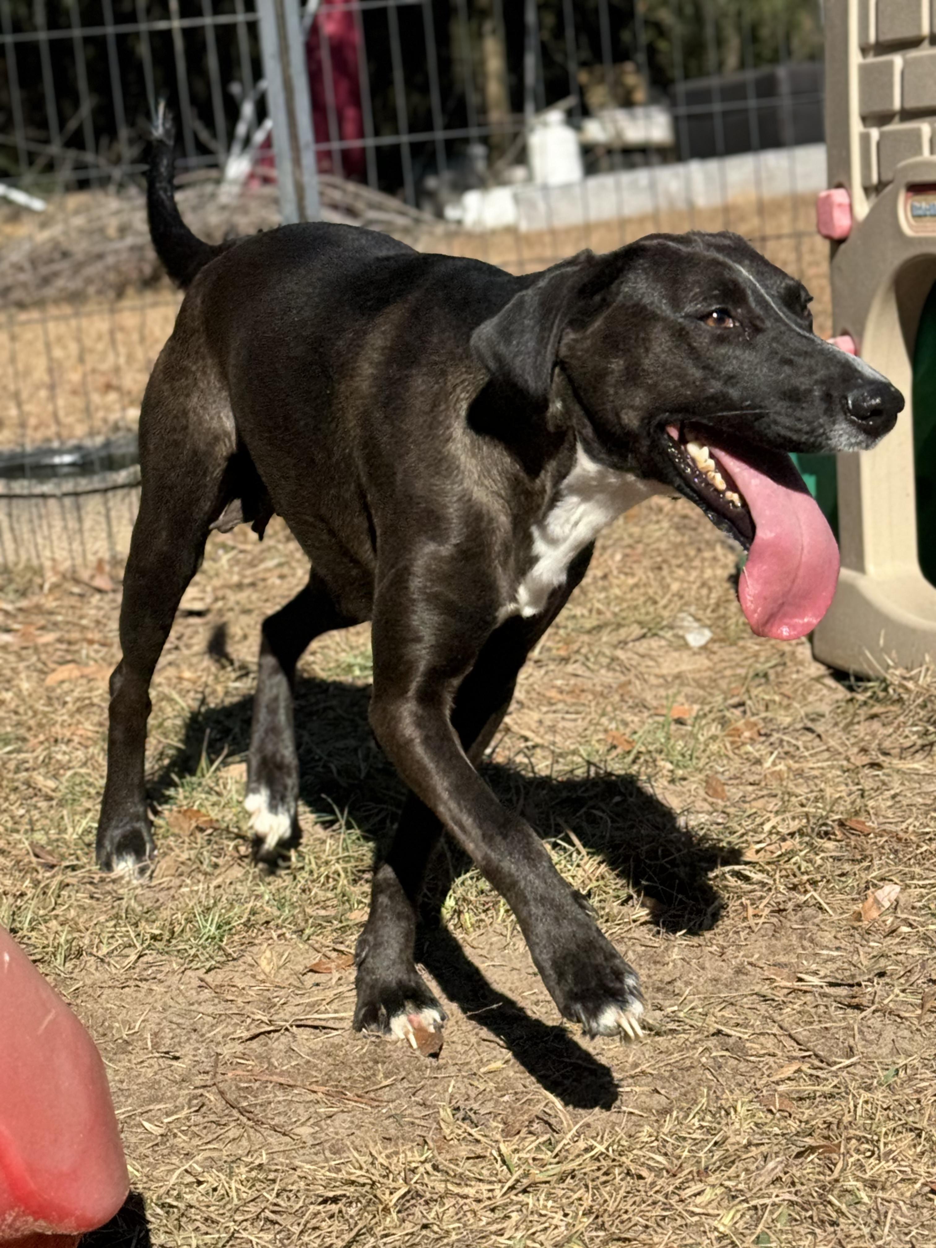 JENSY, Young Female Labrador Retriever