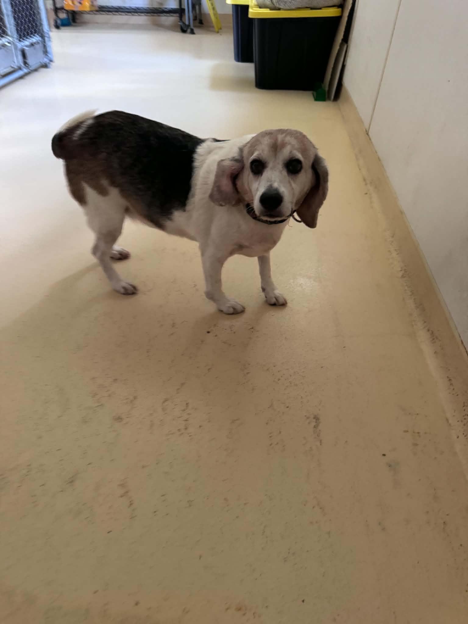 Enlarge pip, a ADOPTABLE Beagle in Tappahannock, VA image 1/1