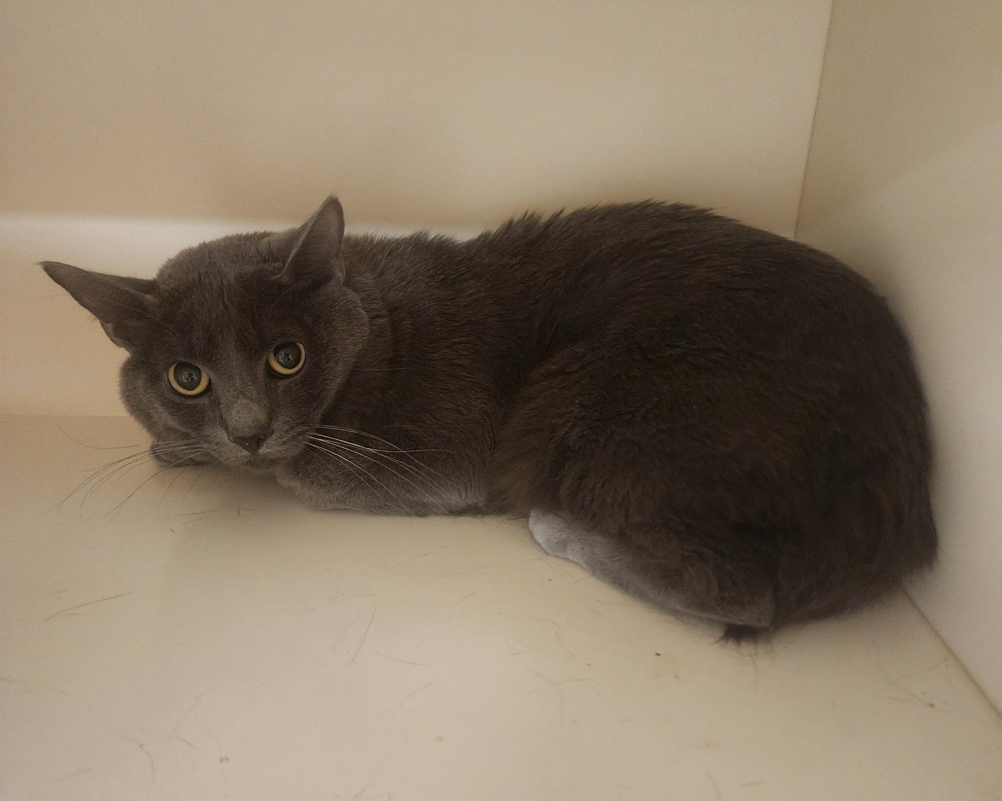 Smokie, Adult Male Domestic Short Hair