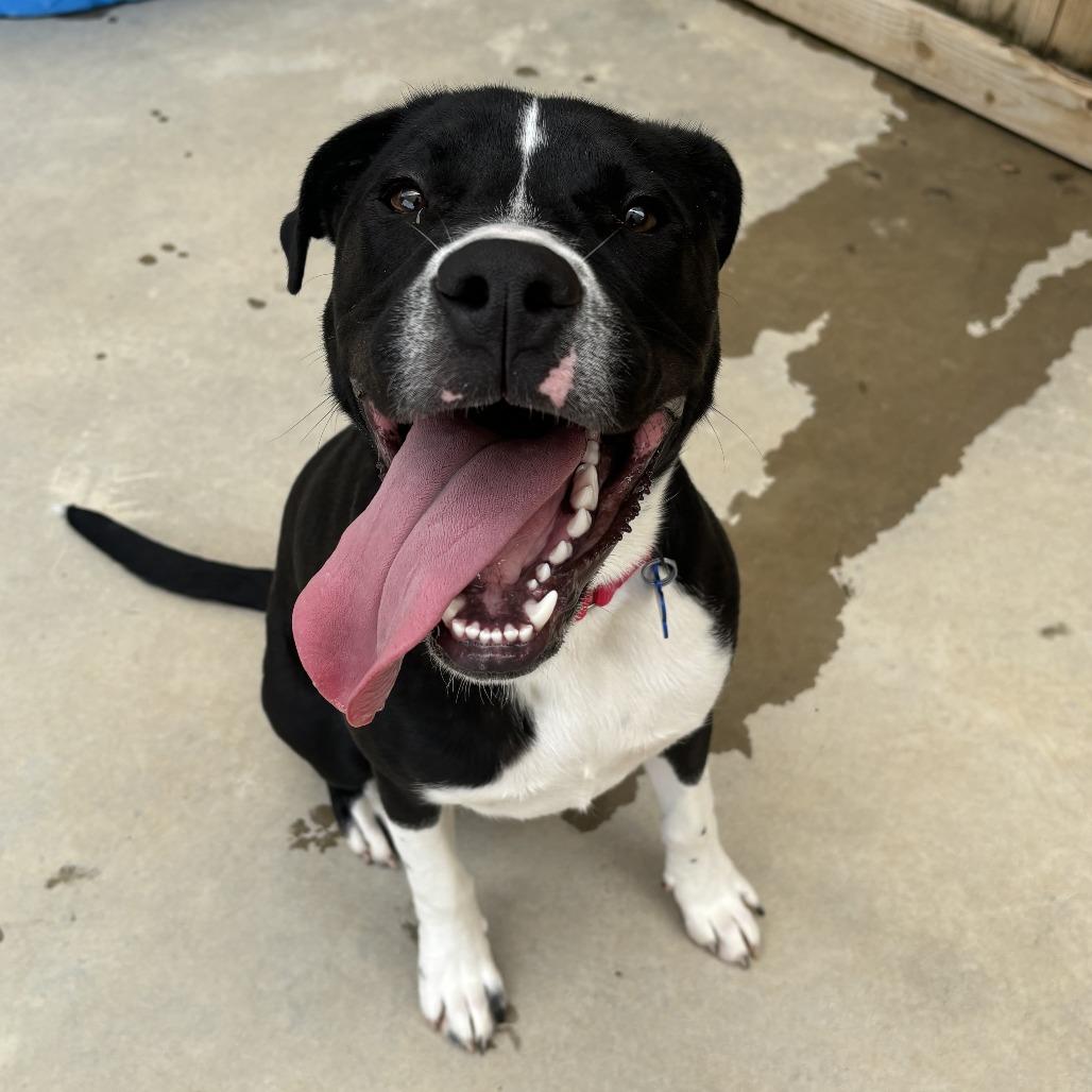 Fraser, a Adoptable mixed breed in Freeport, FL image 1/3