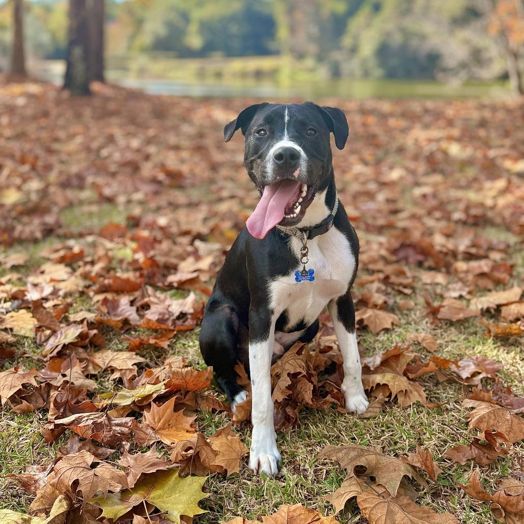 Fraser, a Adoptable mixed breed in Freeport, FL image 1/6