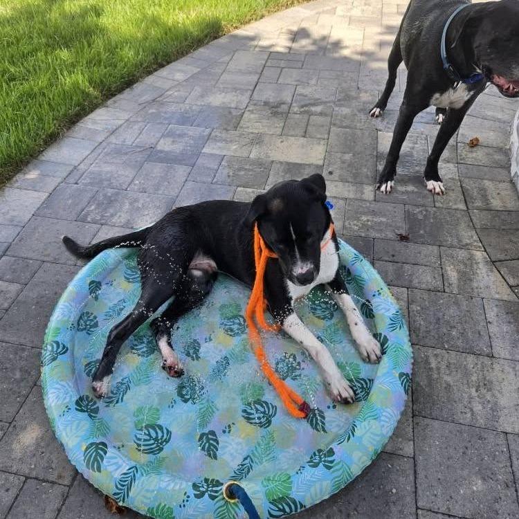 Fraser, a Adoptable mixed breed in Freeport, FL image 2/6