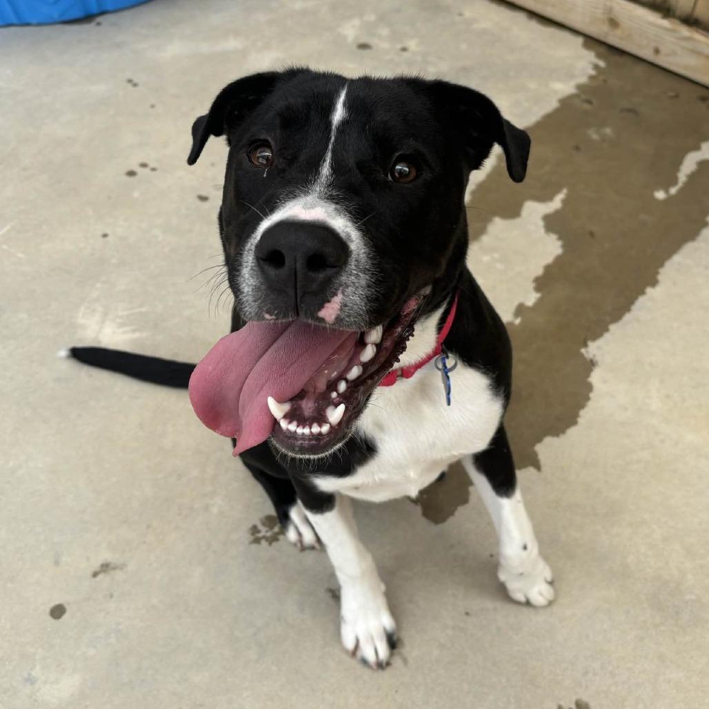 Fraser, a Adoptable mixed breed in Freeport, FL image 2/3