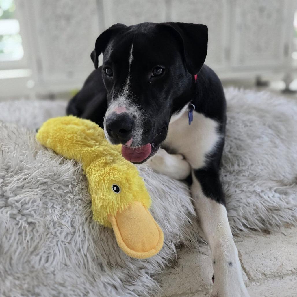 Fraser, a Adoptable mixed breed in Freeport, FL image 3/6