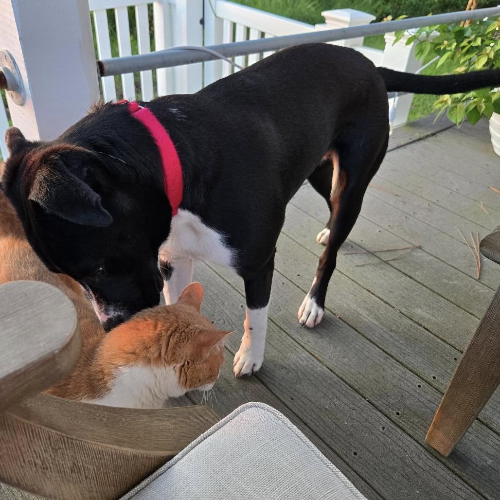 Fraser, a Adoptable mixed breed in Freeport, FL image 4/6