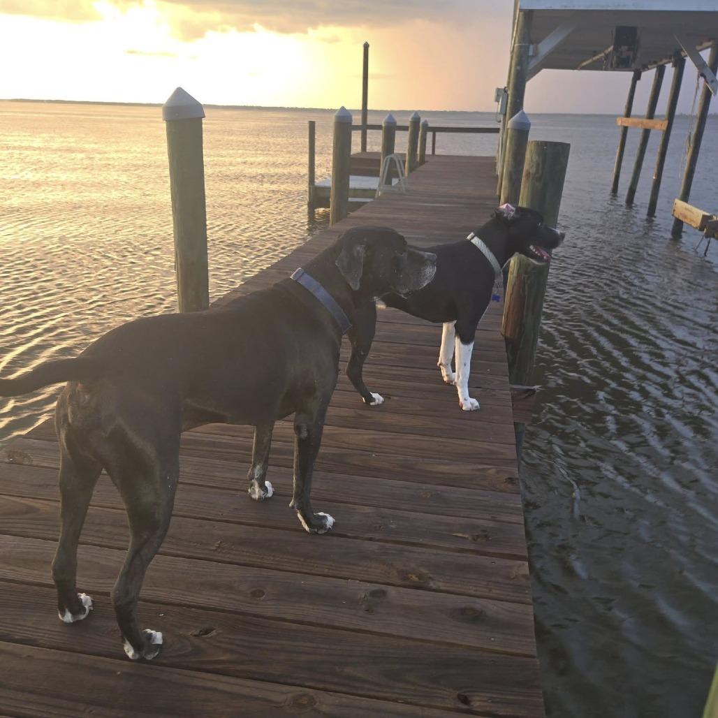 Fraser, a Adoptable mixed breed in Freeport, FL image 5/6