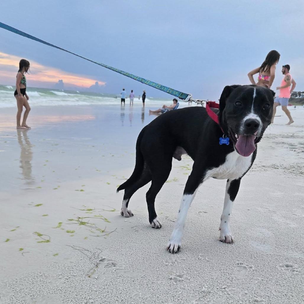 Fraser, a Adoptable mixed breed in Freeport, FL image 6/6