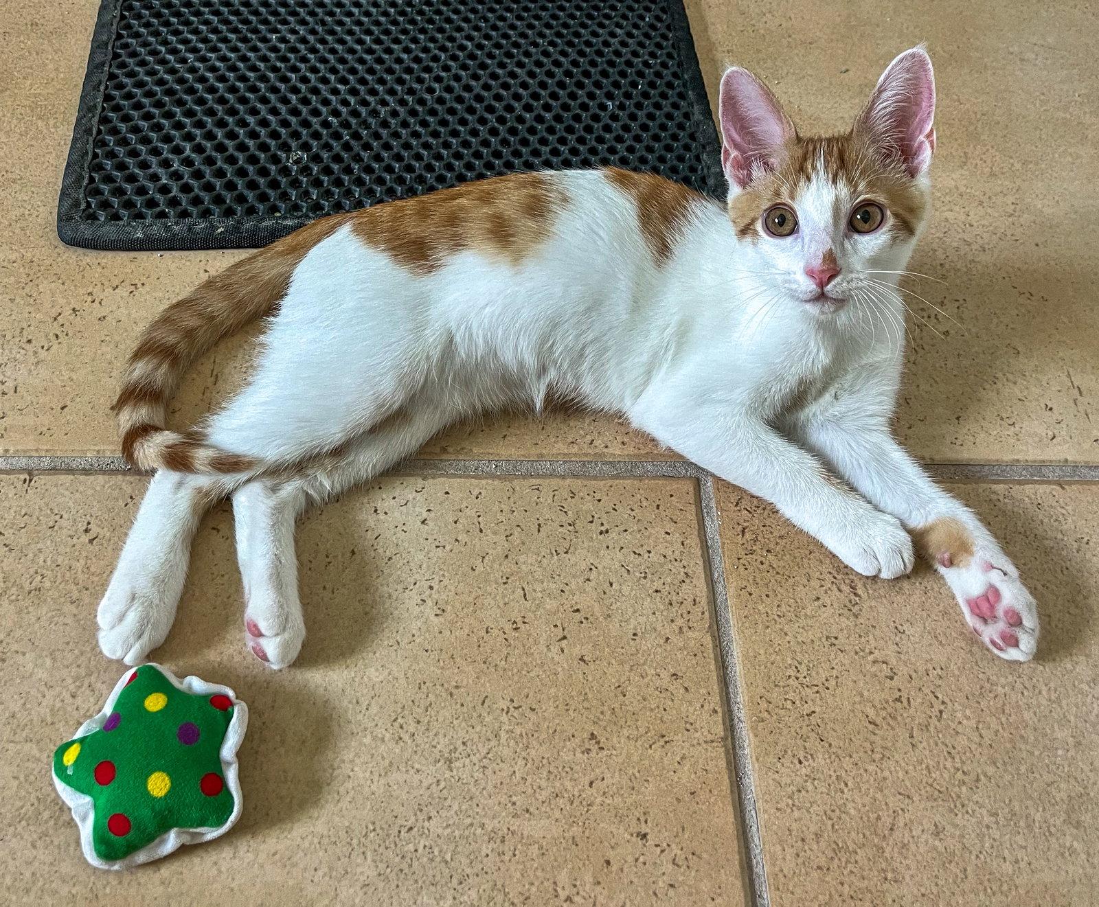 Spencer, a Adoptable Domestic Short Hair in Lighthouse Point, FL image 1/3
