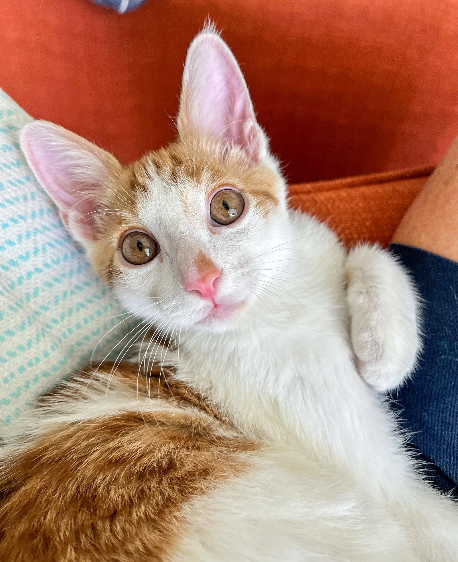 Spencer, a Adoptable Domestic Short Hair in Lighthouse Point, FL image 2/3