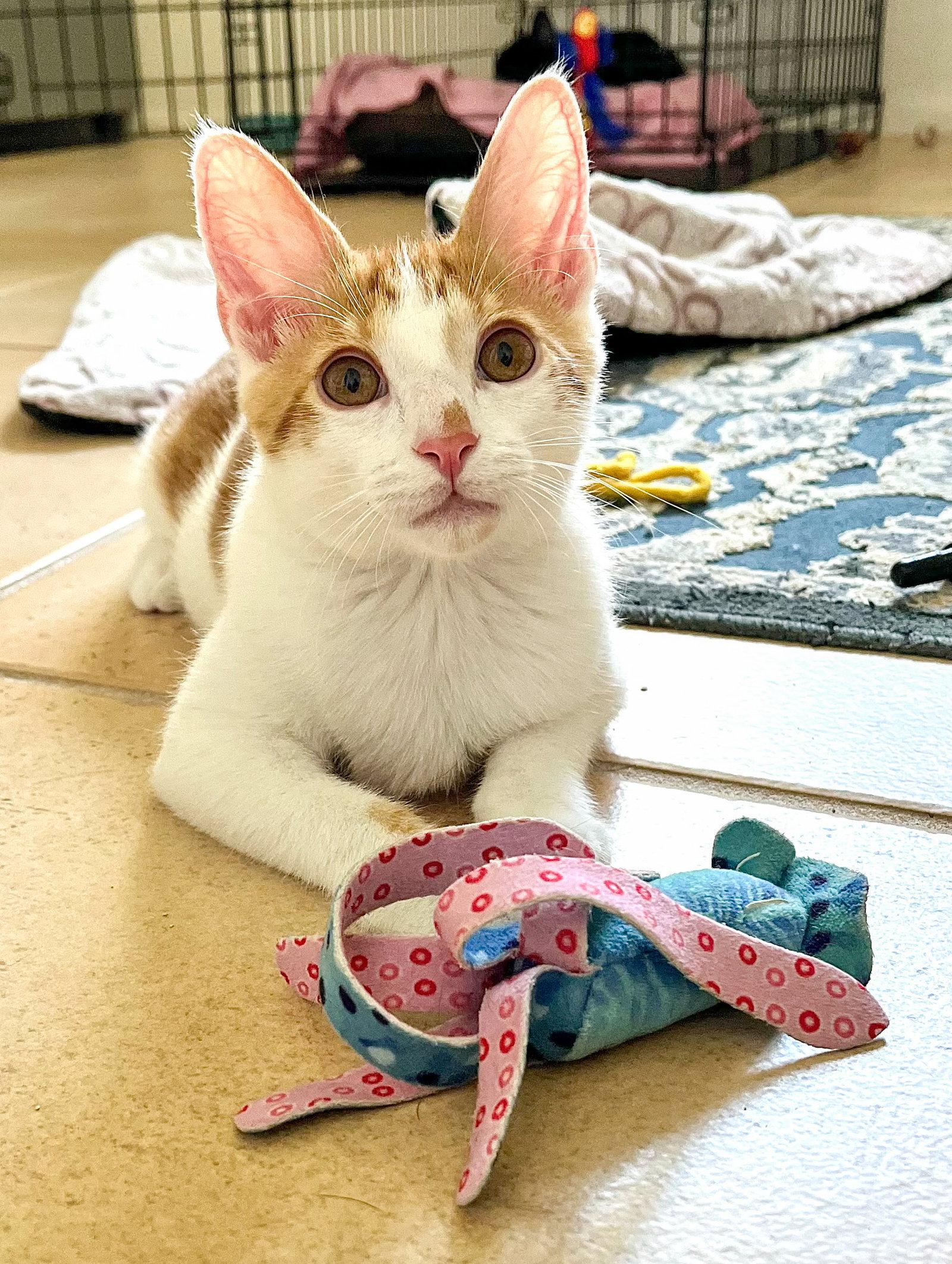 Spencer, a Adoptable Domestic Short Hair in Lighthouse Point, FL image 3/3