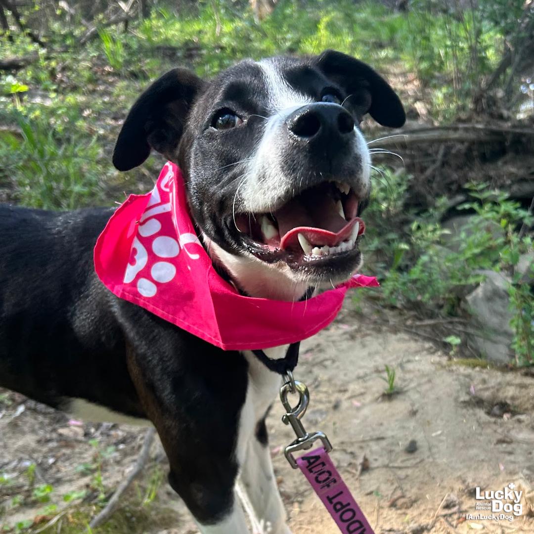 Frita, Adoptable, Young Female Labrador Retriever & Shepherd.