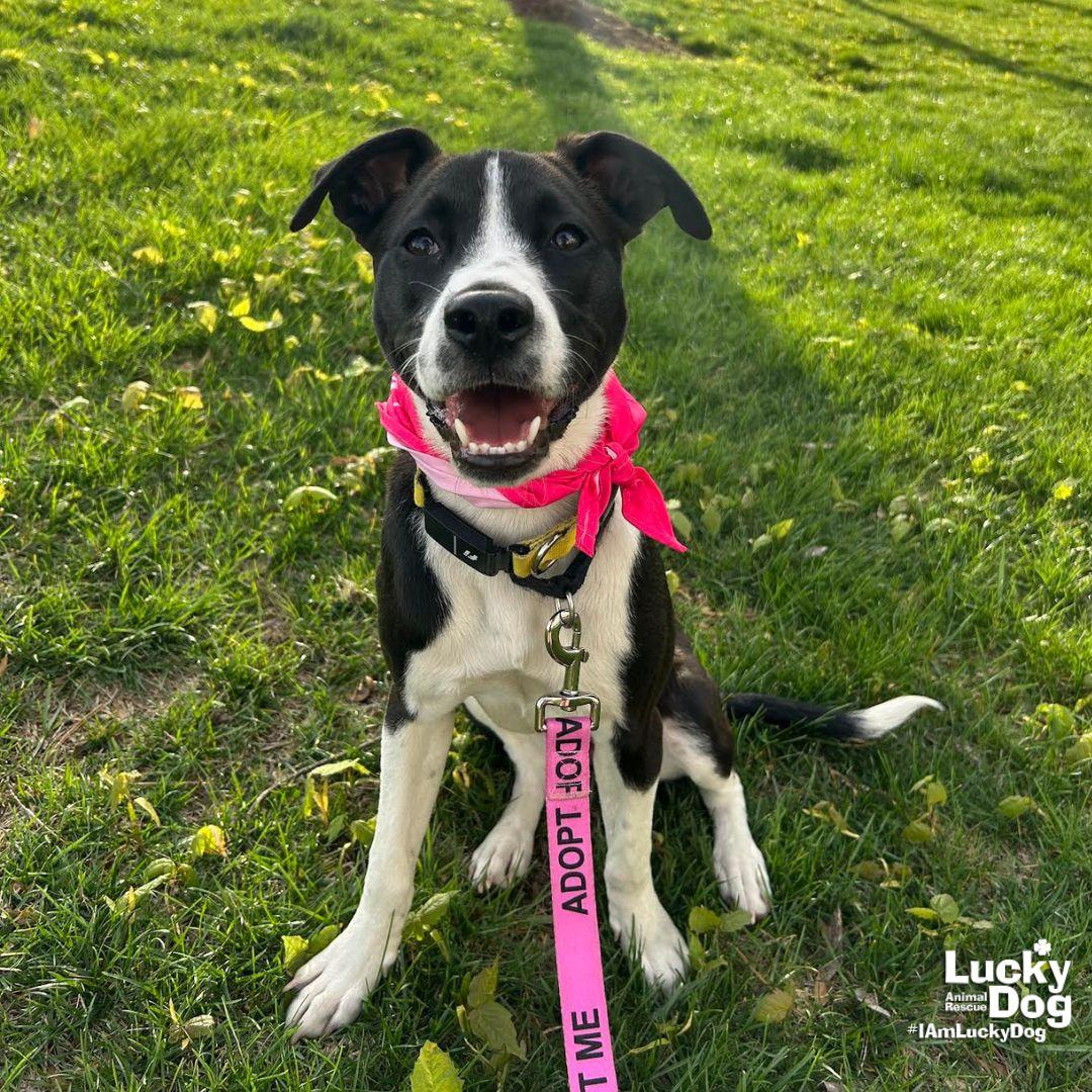 Frita, a Adoptable mixed breed in Washington, DC image 2/3