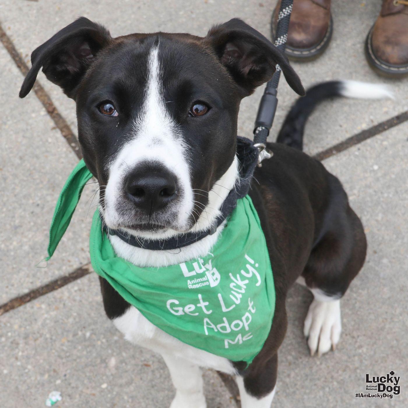 Frita, a Adoptable mixed breed in Washington, DC image 3/3