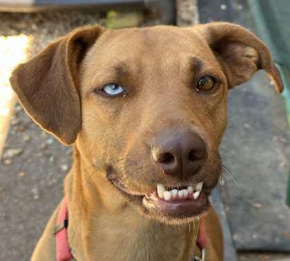 Mika, Adoptable, Young Female Siberian Husky & Hound.