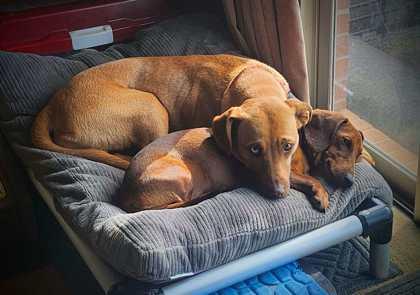 Mika, Adoptable, Young Female Siberian Husky & Hound.